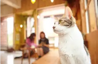 保護猫カフェ CAT HOME GARDEN で過ごす猫